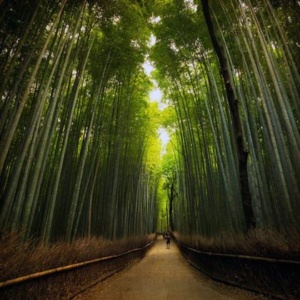 agano Bamboo Forest