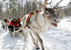 reindeer